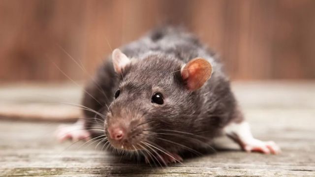 Freezing Temps Chill NYC’s Rat Population, Leading to Surge in Control Efforts