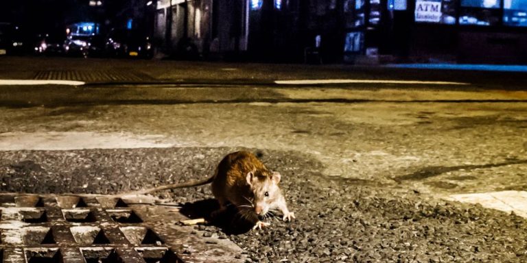 Freezing Temps Chill NYC’s Rat Population, Leading to Surge in Control Efforts