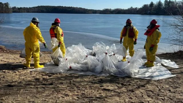 Massachusetts Officials Investigate Bird Flu After Dozens of Dead Geese Discovered