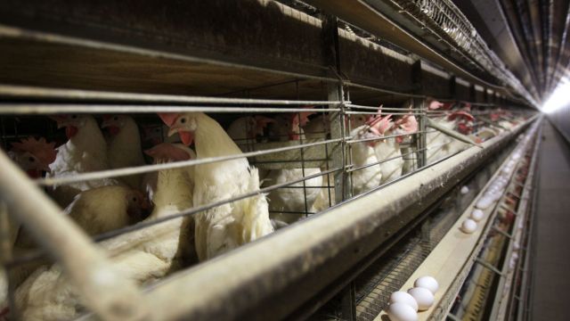 Nationwide Bird Flu Outbreak Reaches Georgia: First Case Found in Commercial Flock