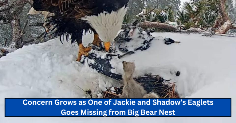 Concern Grows as One of Jackie and Shadow’s Eaglets Goes Missing from Big Bear Nest