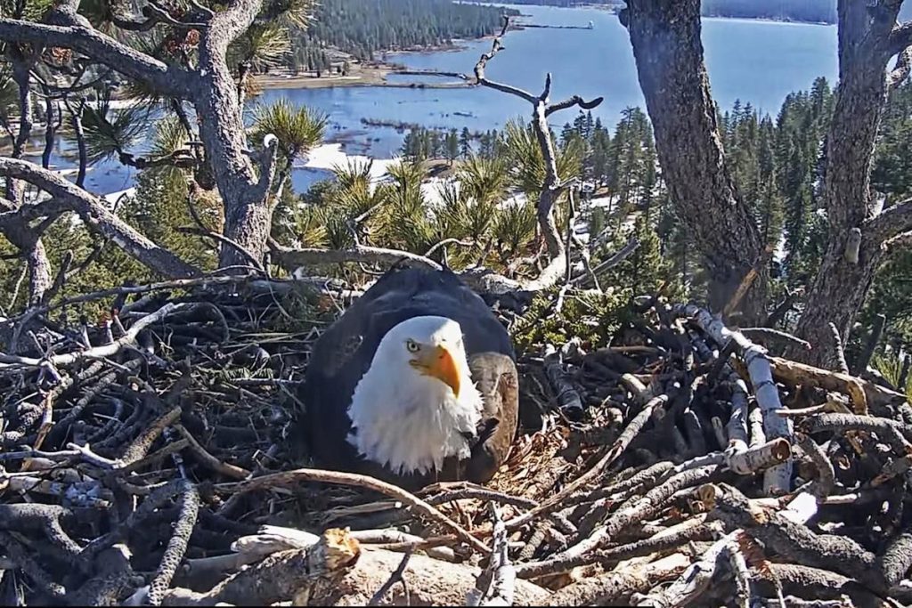 Concern Grows as One of Jackie and Shadow’s Eaglets Goes Missing from Big Bear Nest