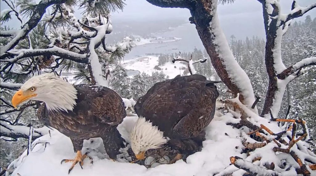 Concern Grows as One of Jackie and Shadow’s Eaglets Goes Missing from Big Bear Nest